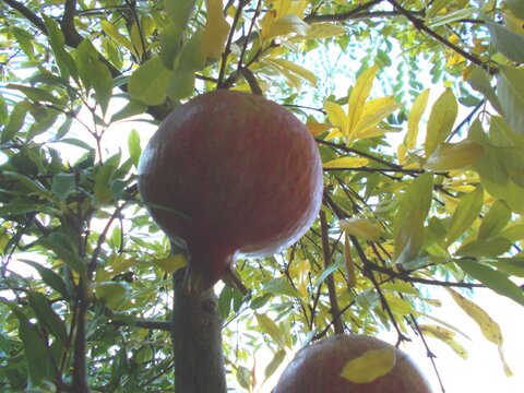 images/stories/virtuemart/product/Wonderful pomegranate (Custom)